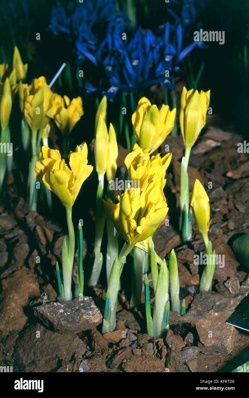 La botanica, iridacee, iris (iris danfordiae) Foto Stock
