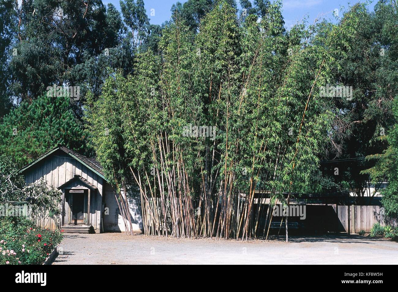 La botanica, erba o poacee, bambu '(phyllostachys bambusoides). Foto Stock