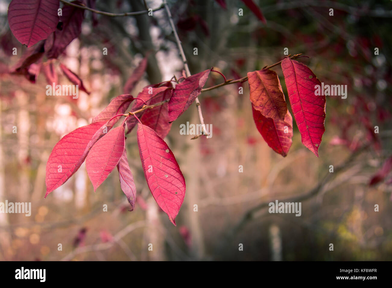 Choke albero ciliegio e foglie Foto Stock