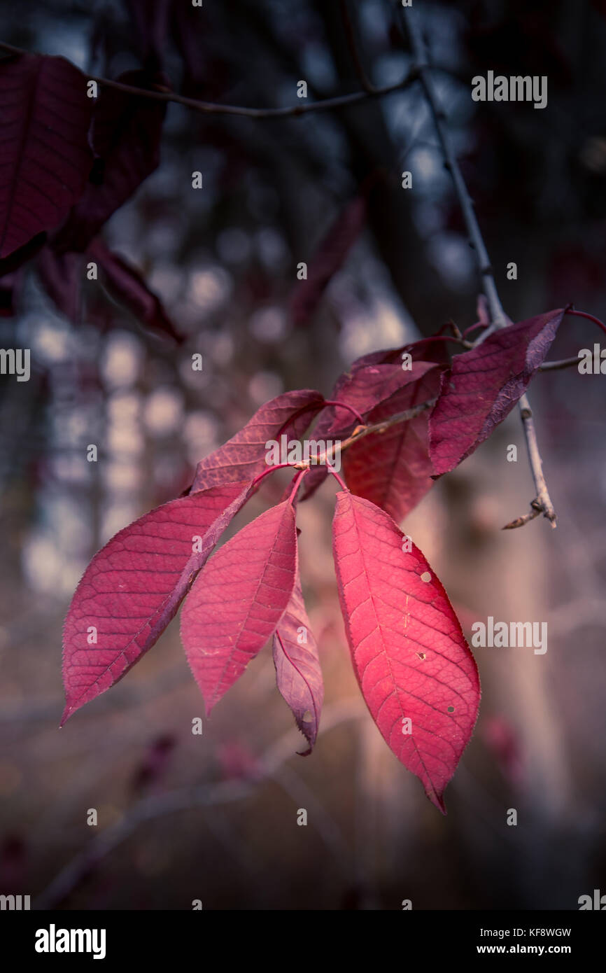 Choke albero ciliegio e foglie Foto Stock