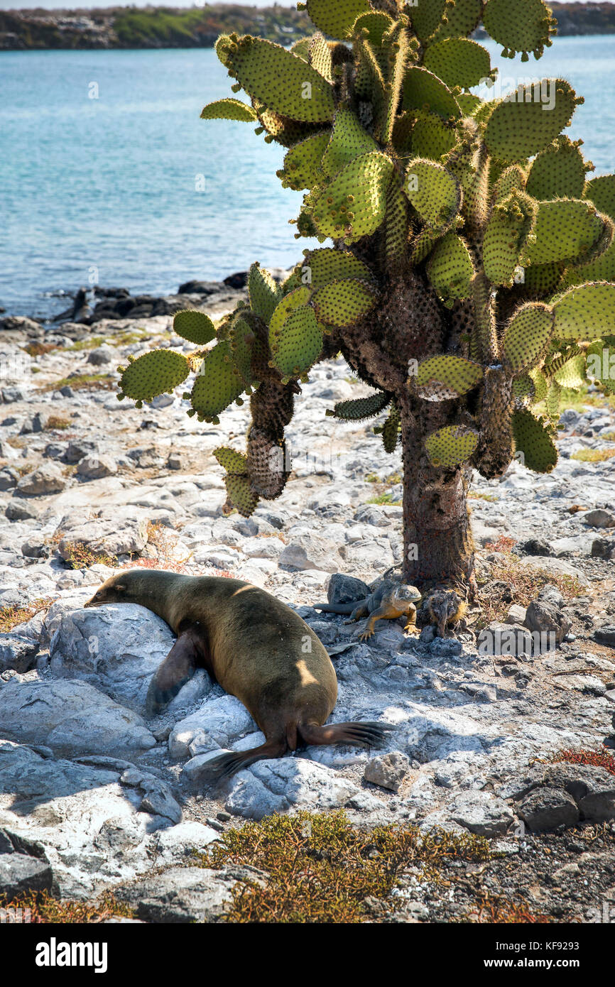 Isole Galapagos, ecuador, fico d'india-pear cactus su south plaza island off se costa di santa cruz Foto Stock