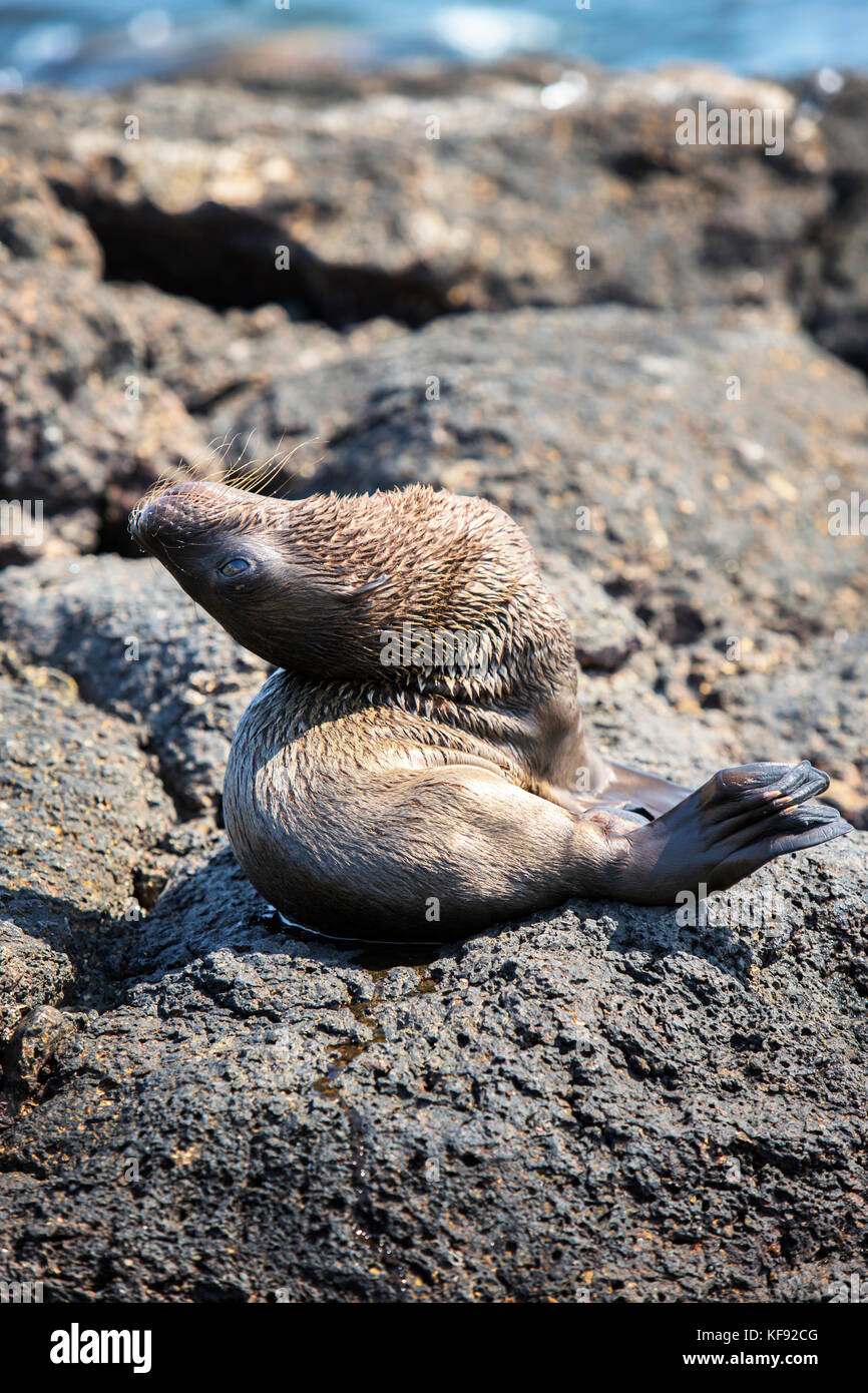 Isole Galapagos, ecuador, galapagos leoni di mare appendere fuori sulle rocce del sud plaza isola la se costa di santa cruz Foto Stock