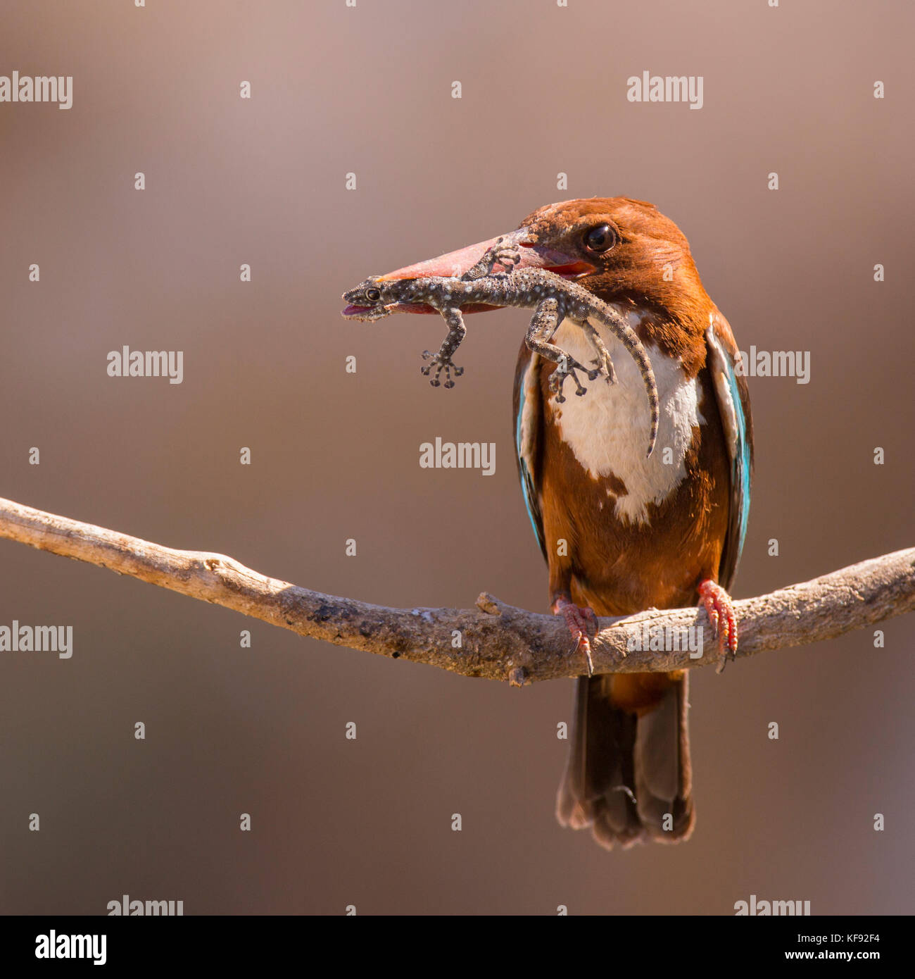 Bianco-throated kingfisher (halcyon smyrnensis) con un geco nel suo becco, negev, Israele Foto Stock