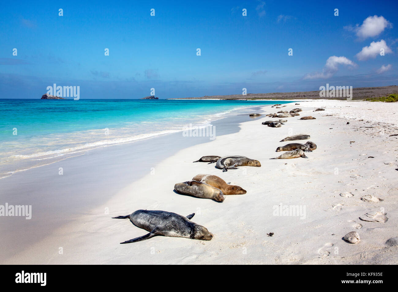 Isole Galapagos, ecuador, galapagos leoni di mare giacciono sulla sabbia vicino la baia gardner sull isola espanola Foto Stock