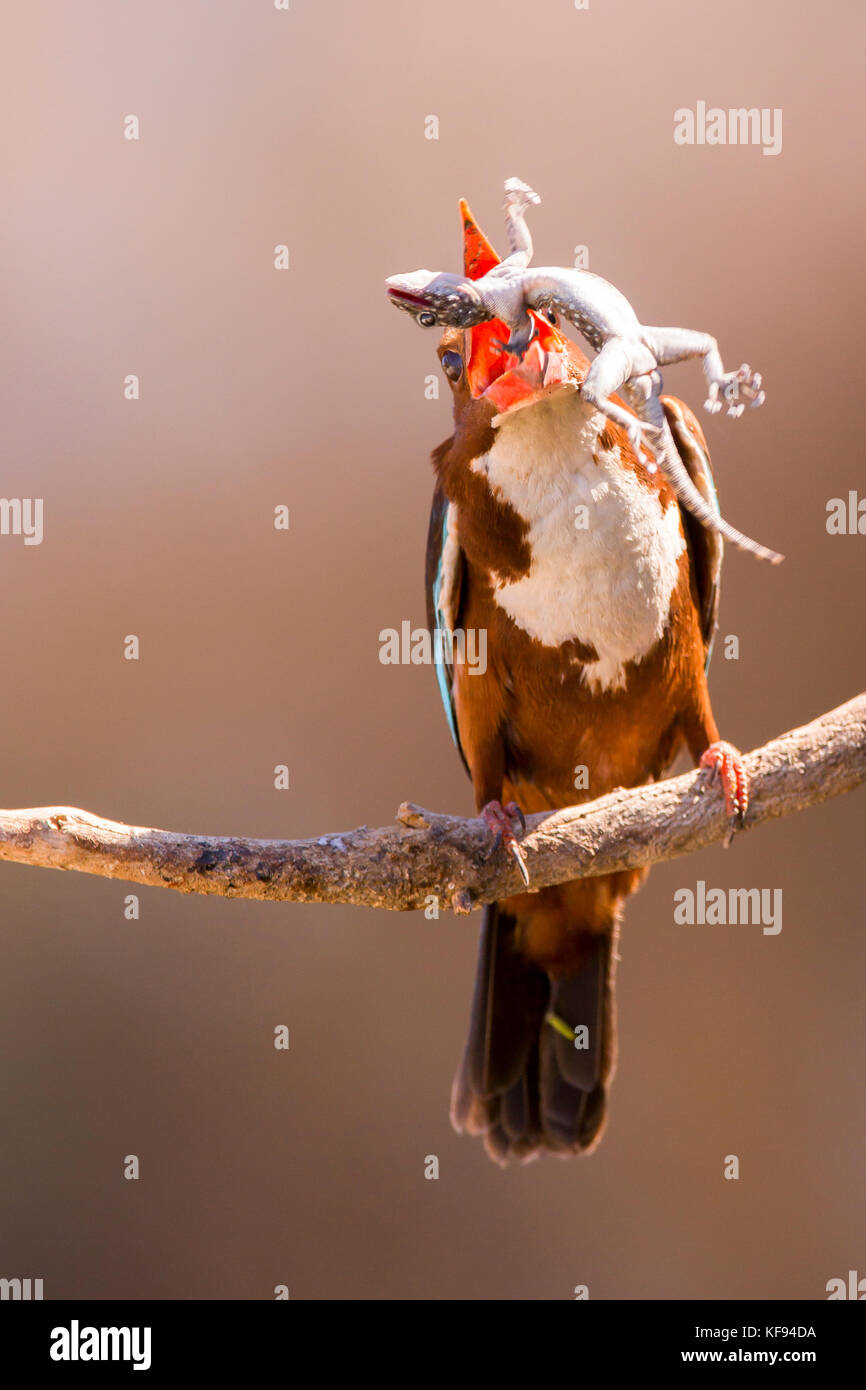 Bianco-throated kingfisher (halcyon smyrnensis) con un geco nel suo becco, negev, Israele Foto Stock