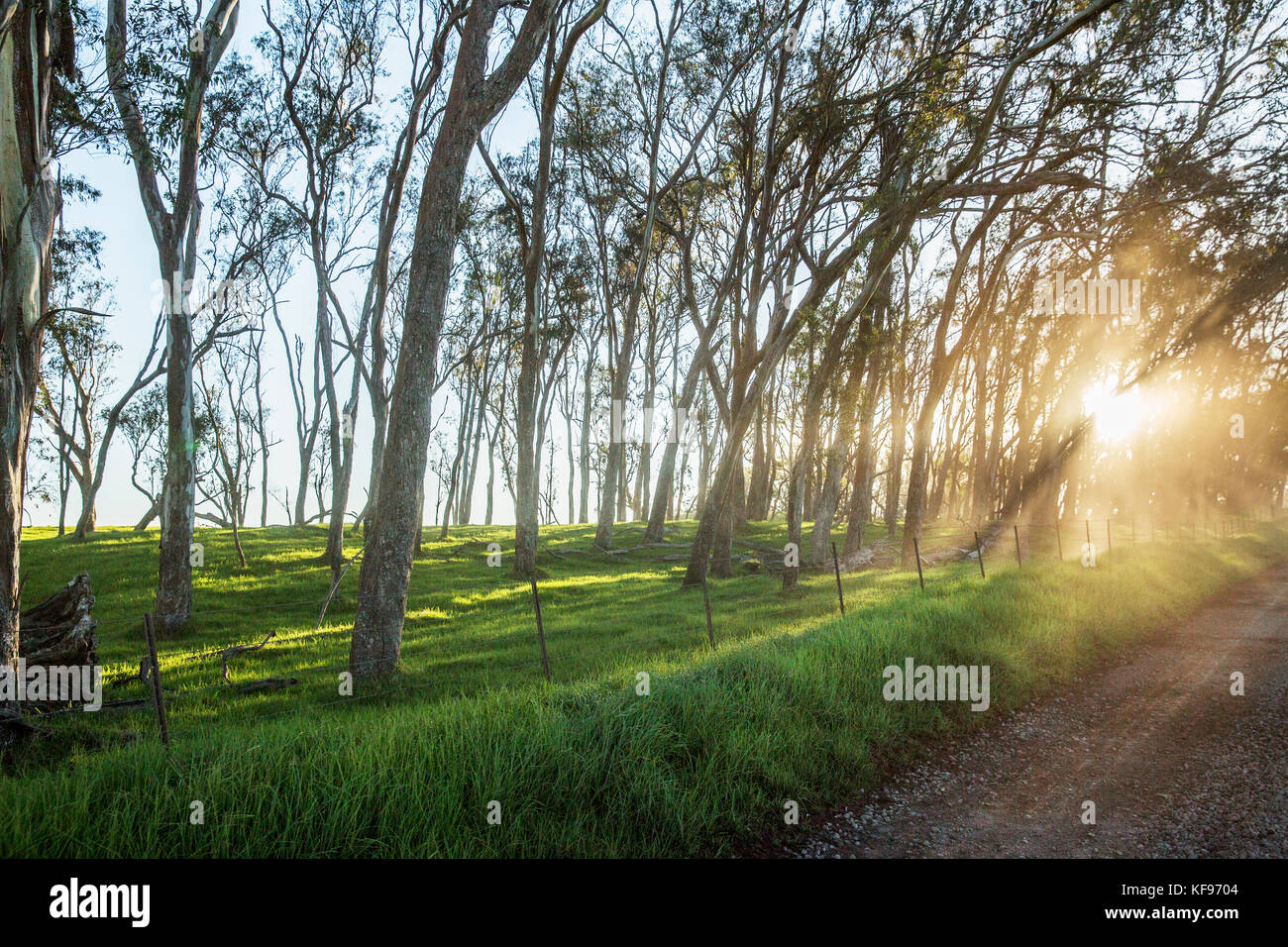 Stati Uniti d'America, Hawaii, la grande isola, mana road paesaggio, mountain bike Foto Stock