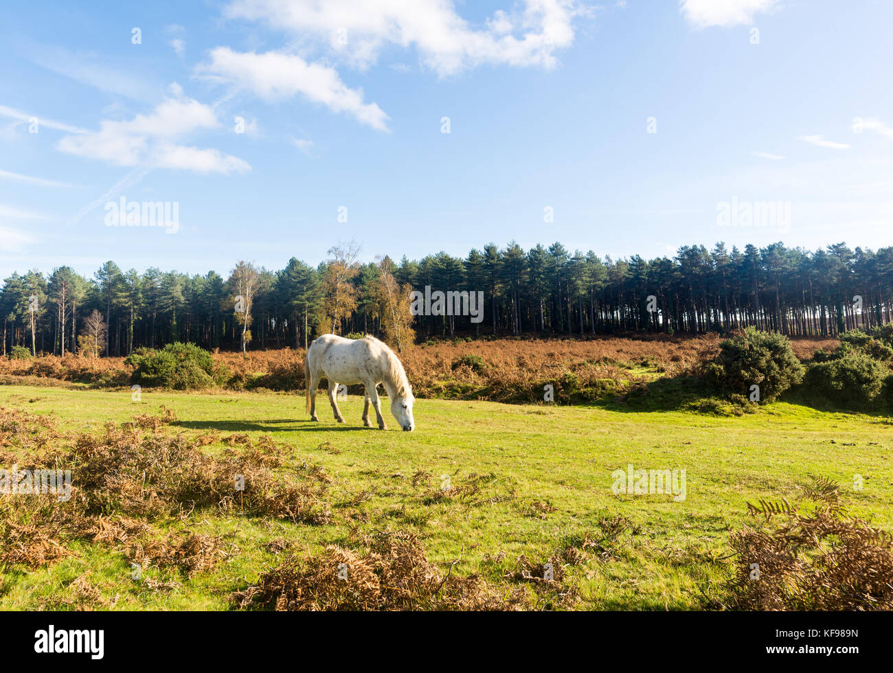 Pony bianco in autunno nella New Forest, Hampshire, Regno Unito Foto Stock