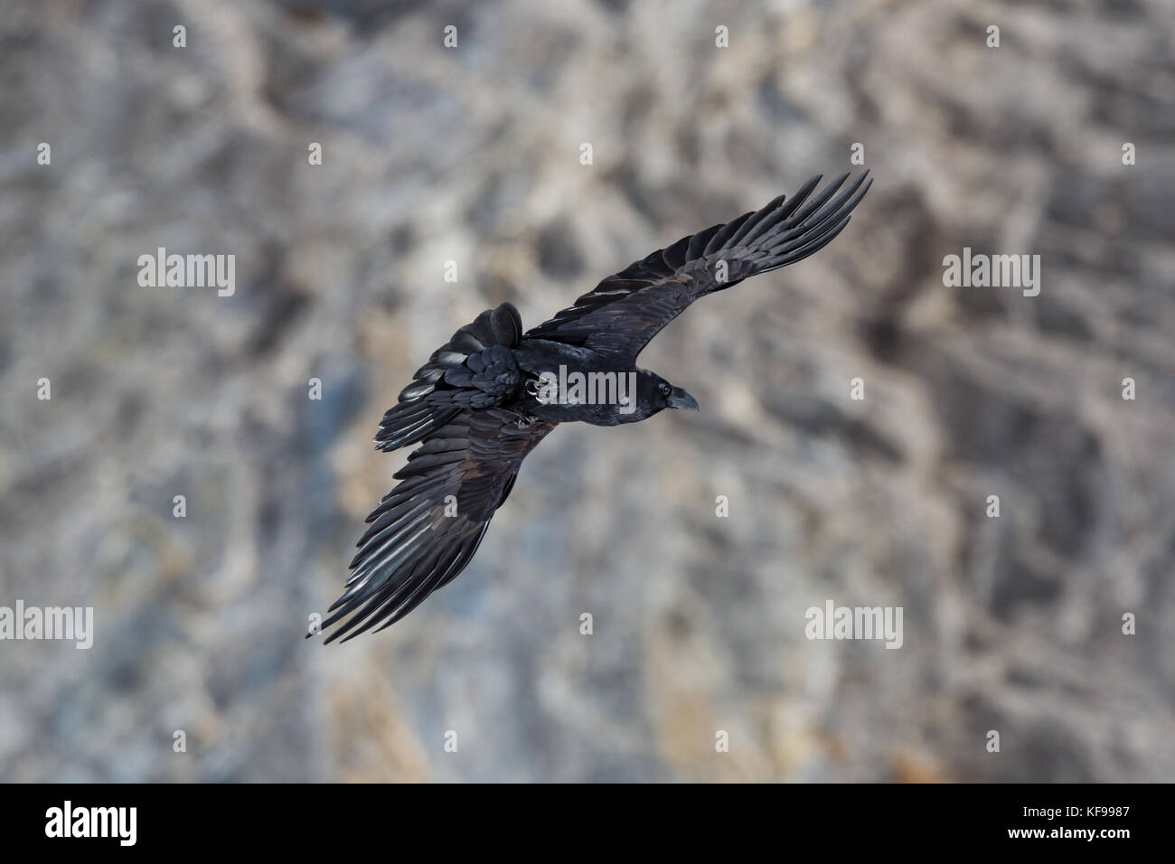 Ritratto del nord naturale corvo imperiale (Corvus corax) in volo con sfondo roccioso Foto Stock