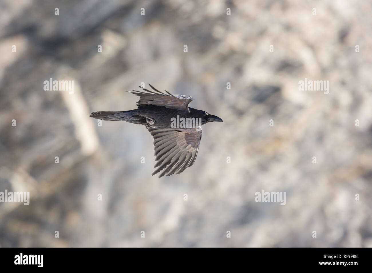 Ritratto del nord naturale corvo imperiale (Corvus corax) in volo con sfondo roccioso Foto Stock