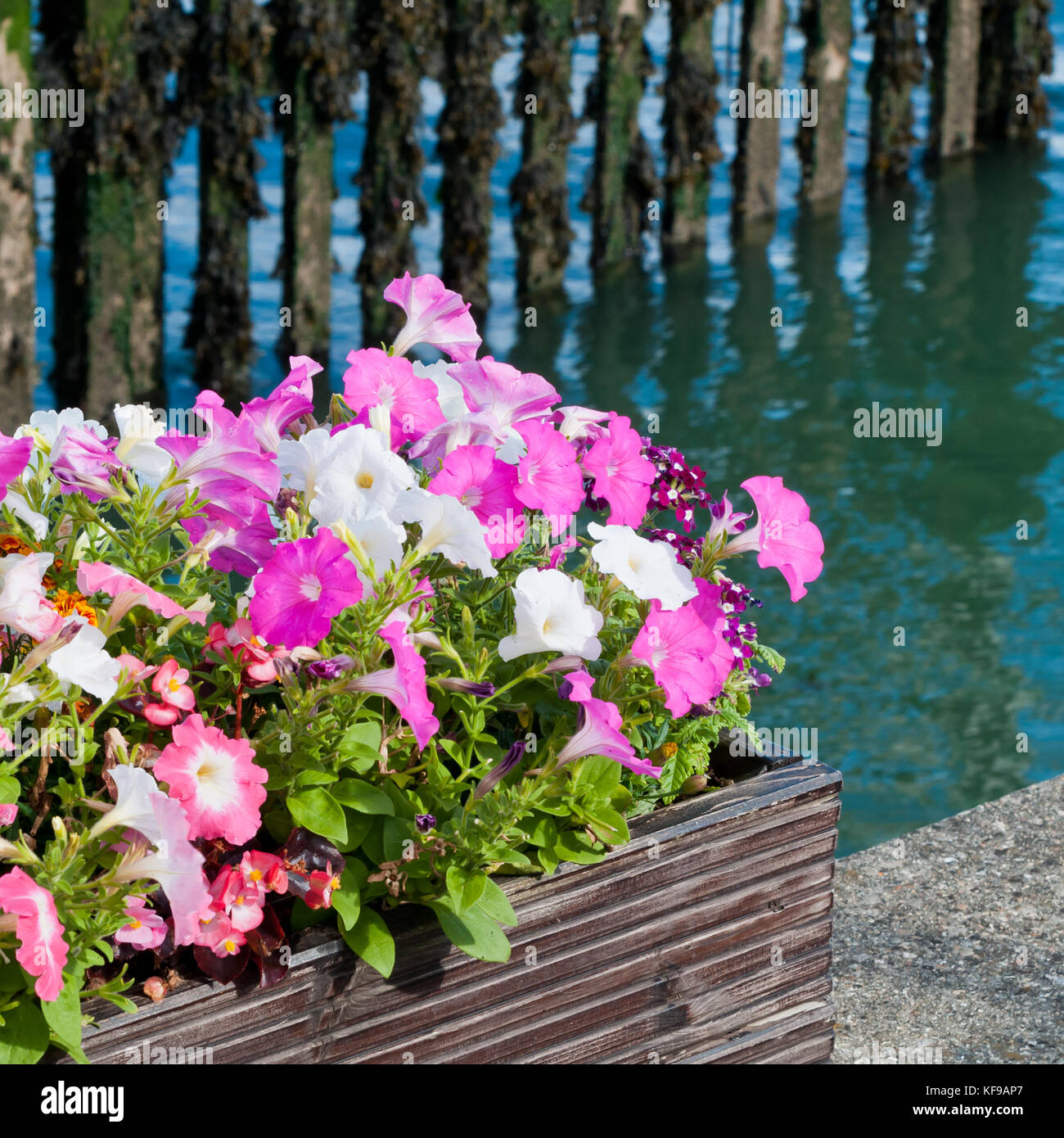 Un colorato contenitore dalle rive della marina. Foto Stock