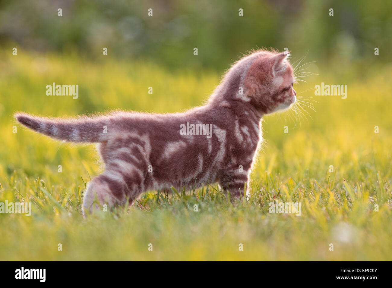 Piccolo gatto in piedi in erba verde vista laterale Foto Stock