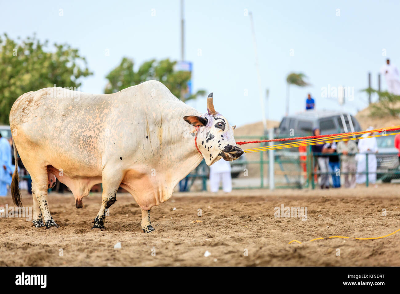 Bull sulla corte durante i tradizionali combattimenti di tori evento in fujeirah, Emirati arabi uniti Foto Stock