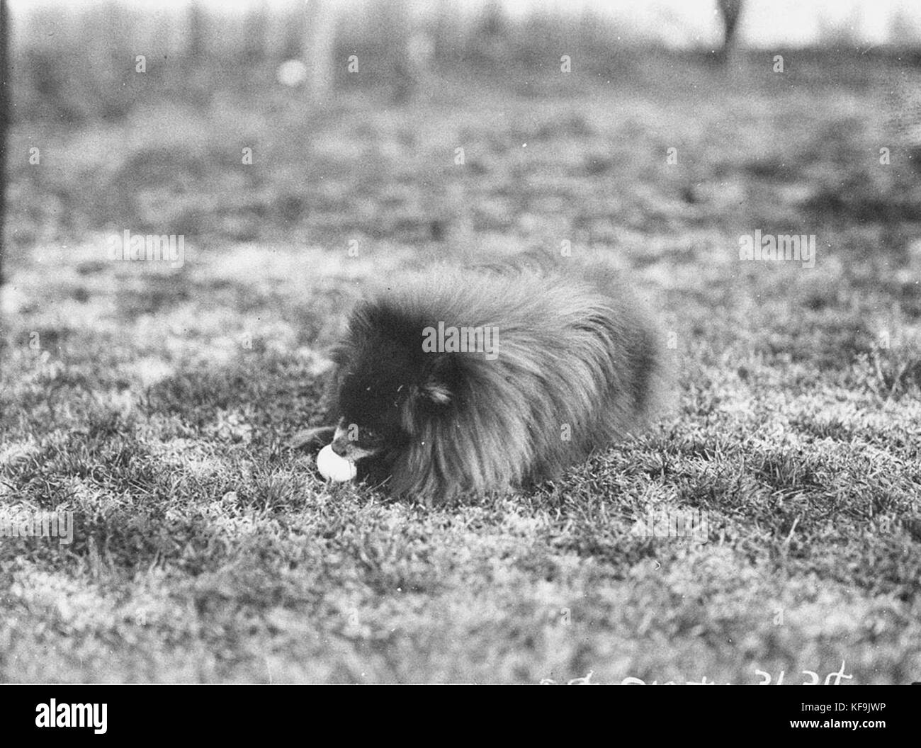 51468 piccolo cane con sfera Foto Stock
