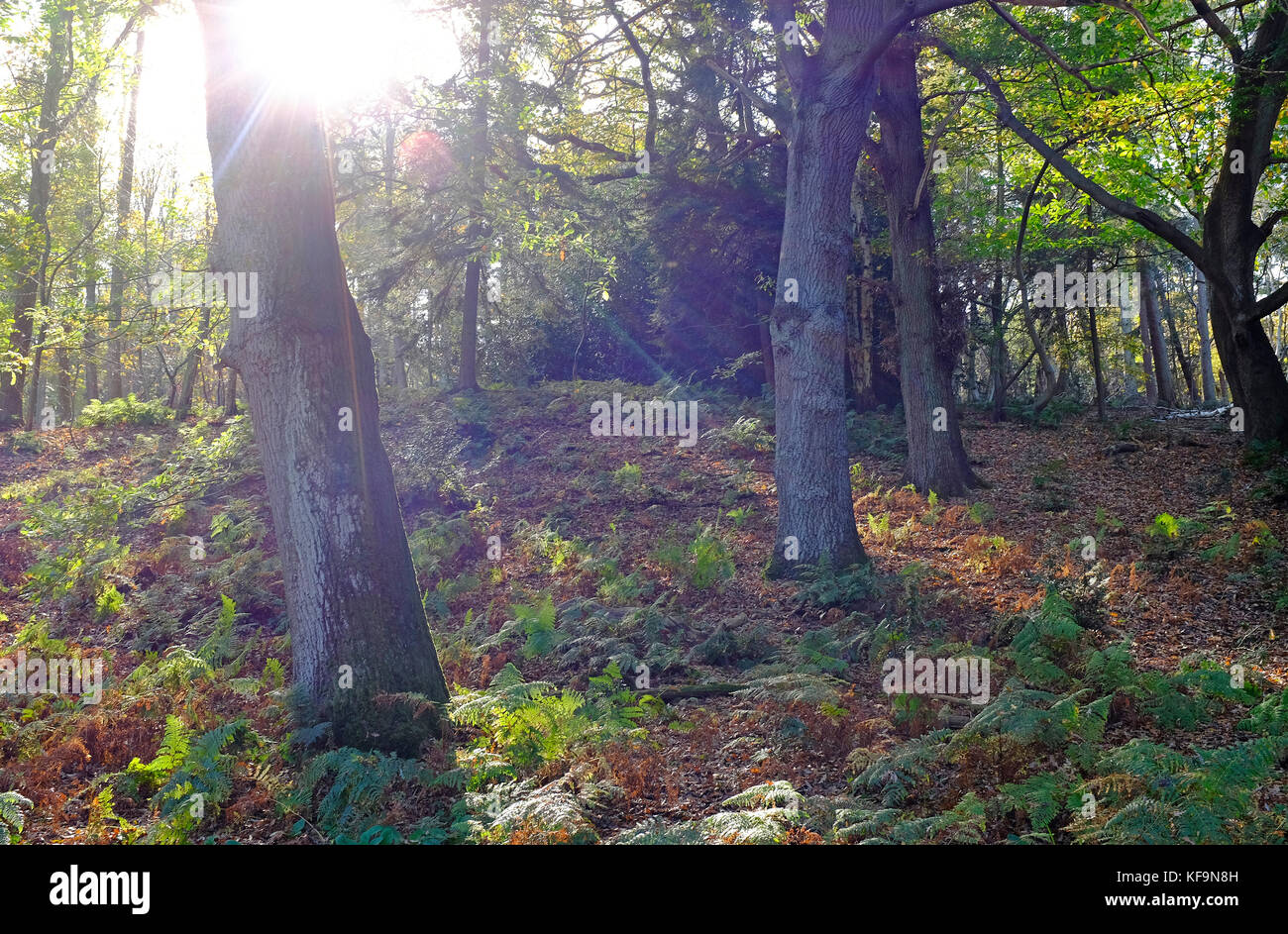 Inizio autunno alberi in Sheringham Park, North Norfolk, Inghilterra Foto Stock