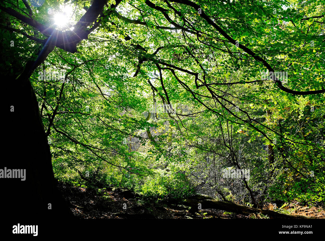 Inizio autunno alberi in Sheringham Park, North Norfolk, Inghilterra Foto Stock