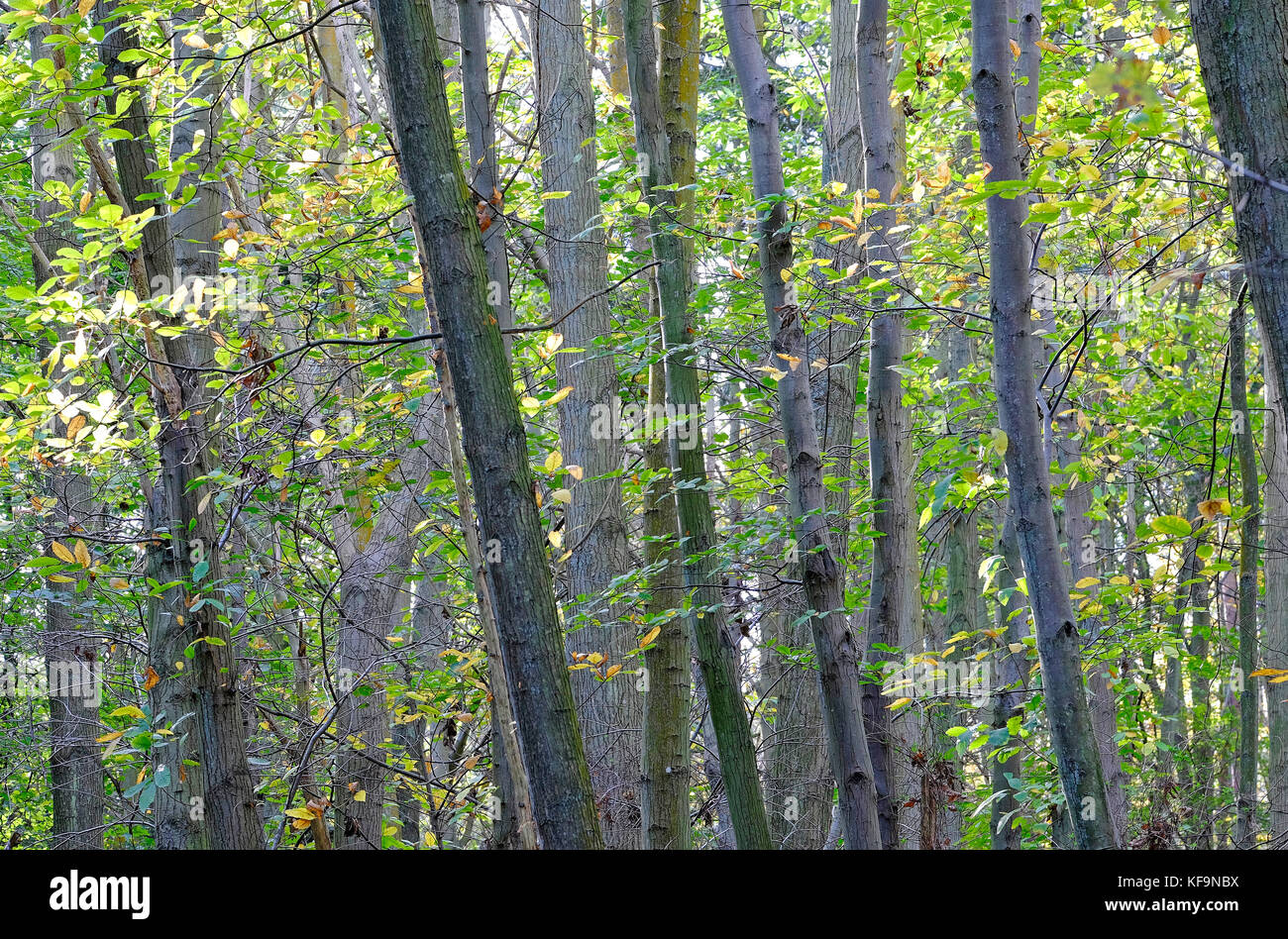 Inizio autunno alberi in Sheringham Park, North Norfolk, Inghilterra Foto Stock