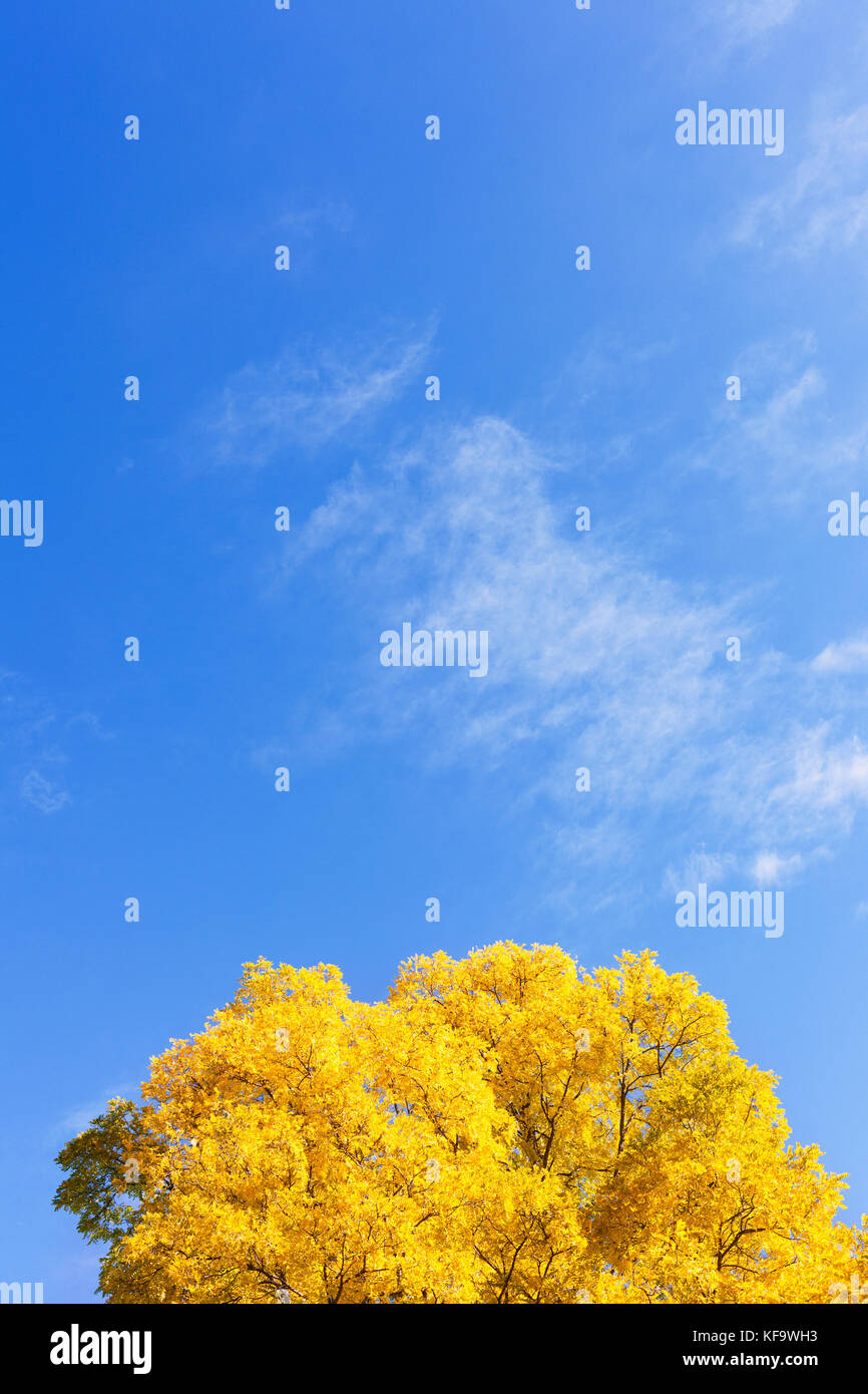 Foglie di autunno degli alberi e il blu del cielo. Victoria BC. Canada Foto Stock