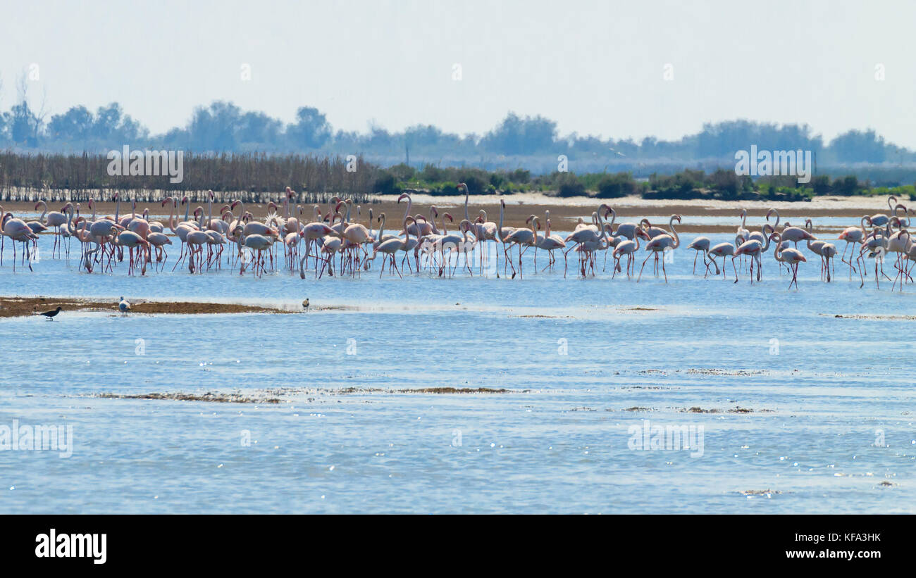Stormo di fenicotteri rosa da "Delta del Po' laguna, Italia. Panorama della natura Foto Stock