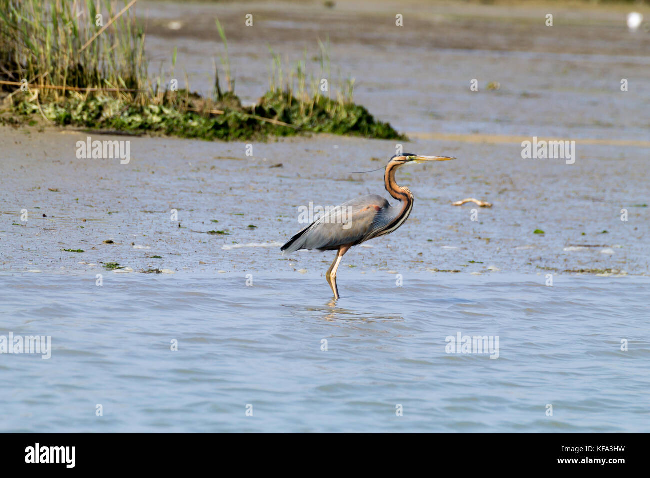 Airone rosso vicino fino dal fiume Po laguna, Italia. Per gli uccelli migratori. Natura italiana Foto Stock