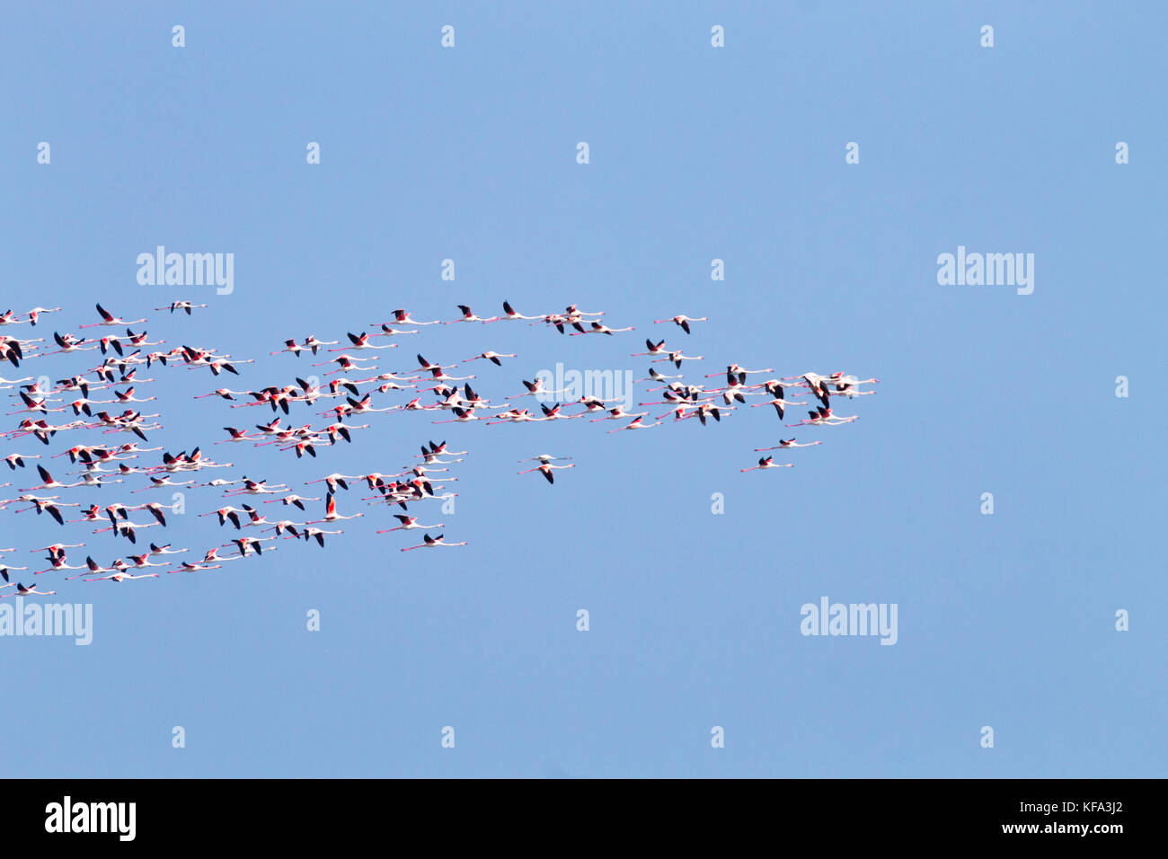 Stormo di fenicotteri rosa da "delta del po' laguna, Italia. natura panorama Foto Stock