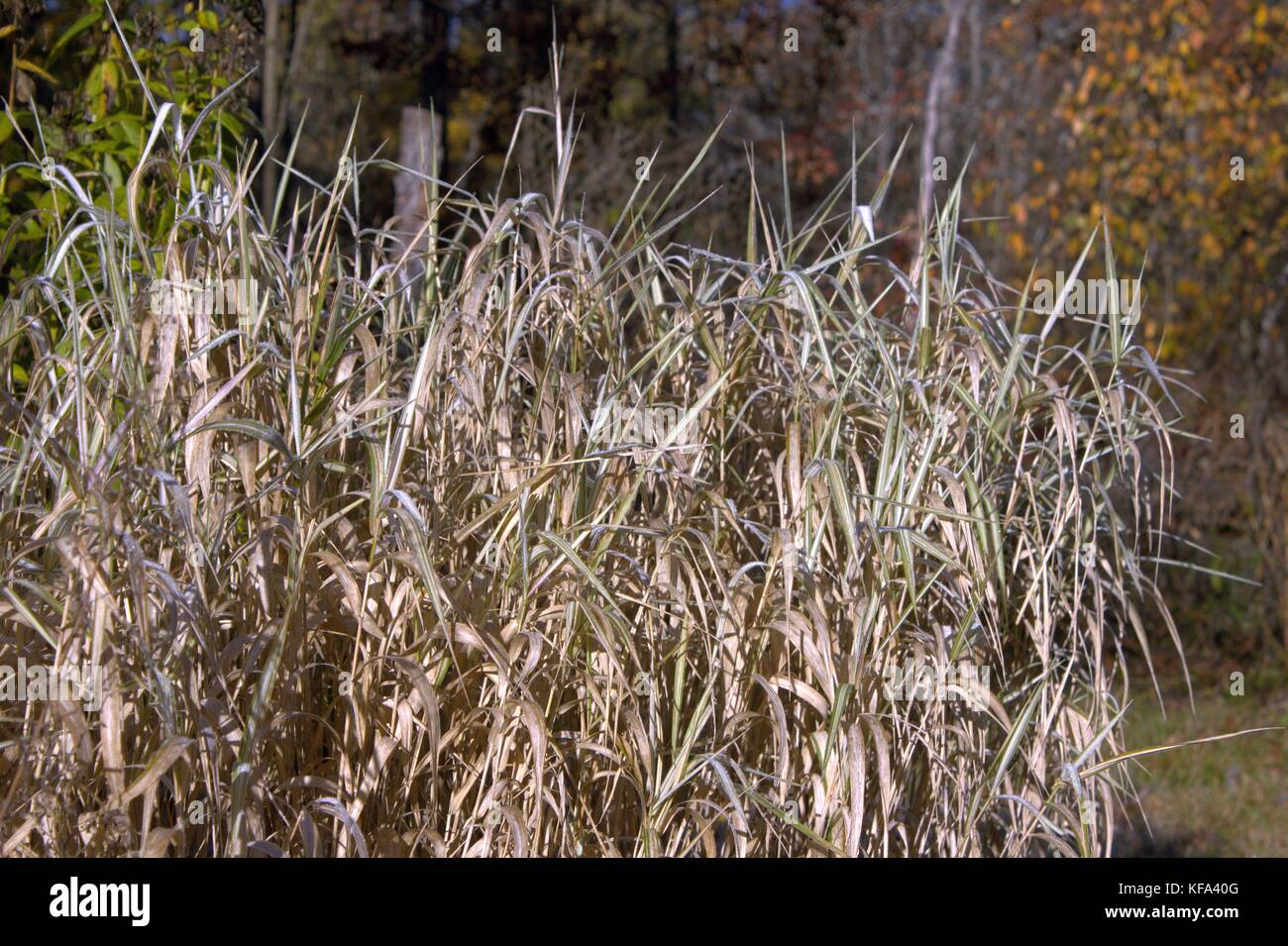 Striping ornamentali erba pinzata da un autunno Frost Foto Stock