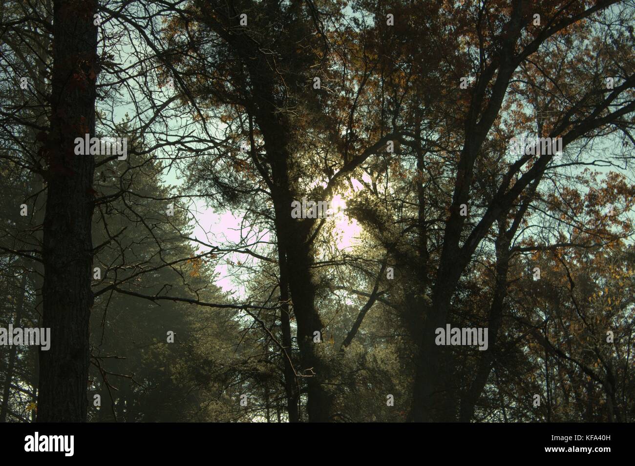 Il sorgere del sole attraverso gli alberi su un gelido autunno mattina Foto Stock