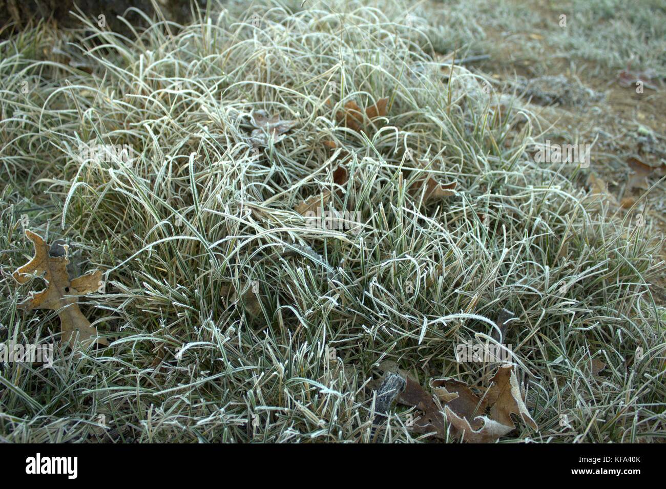 Frost erbe rivestito su un croccante di mattina di autunno Foto Stock