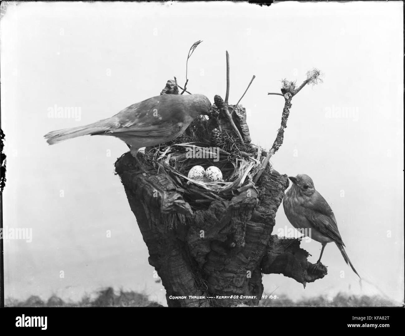 Tordo comune (4903247087) Foto Stock