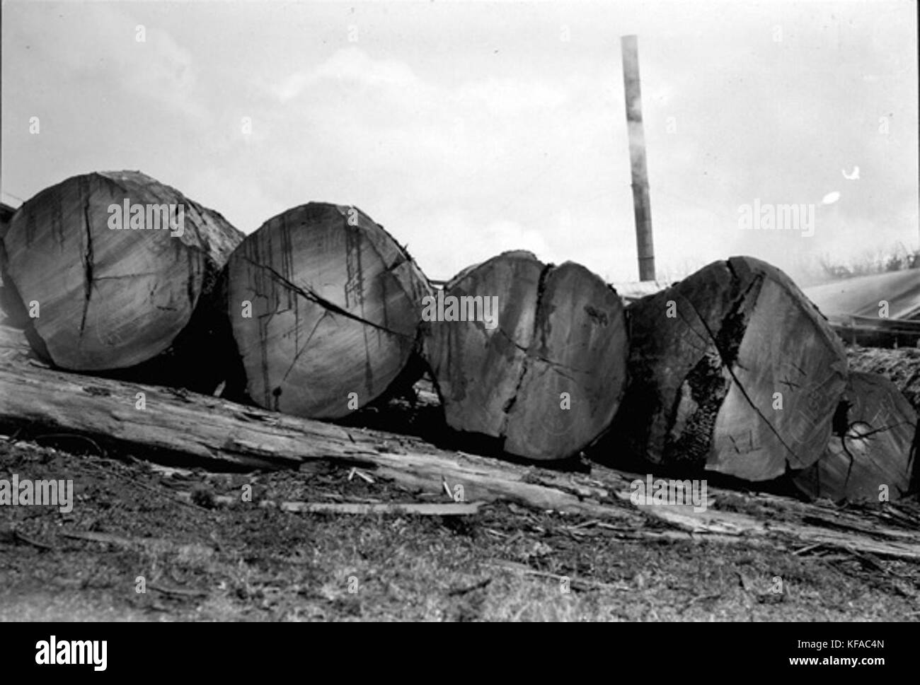 Karri logs Foto Stock