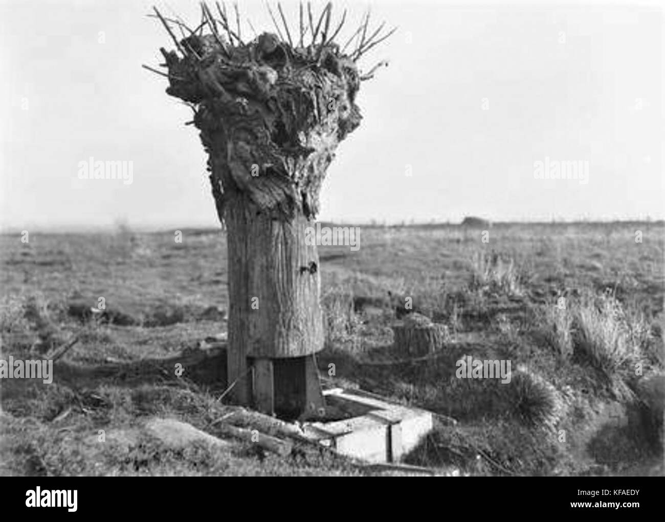 DummyTreeHill63Messines1917 Foto Stock