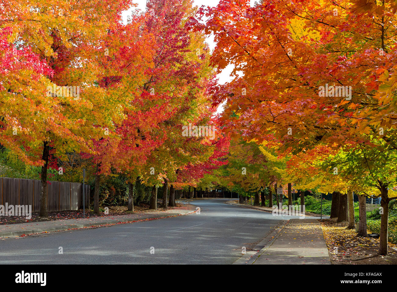 Caduta delle Foglie sulla strada alberata in nord America zona suburbana in autunno Foto Stock