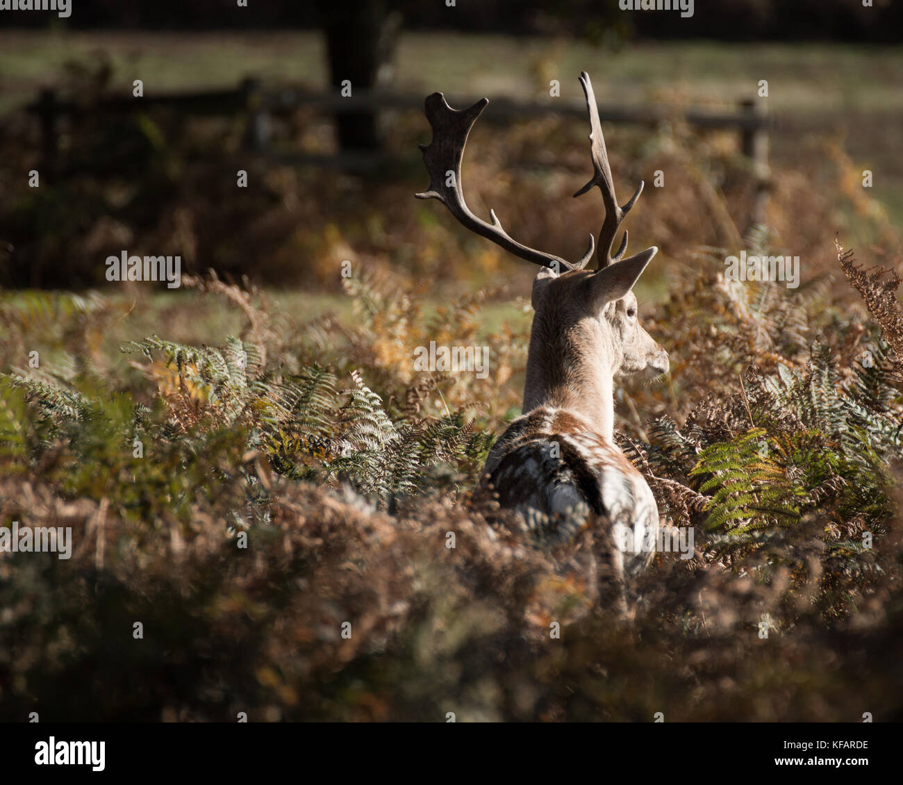 Stag at Glenfield Lodge Park. uno sfondo morbido, soleggiata giornata autunnale,Bel Ombre, grandi cervi da soli. Foto Stock