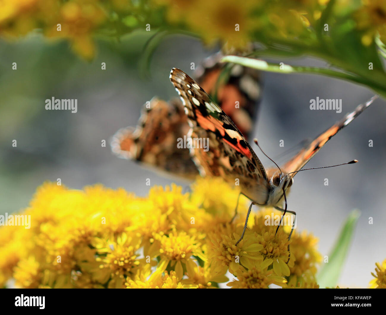 Close-up di un dipinto di lady butterfly (Vanessa cardui) impollinare i fiori oro (Solidago), con antenne visibili, occhi composti e proboscide Foto Stock
