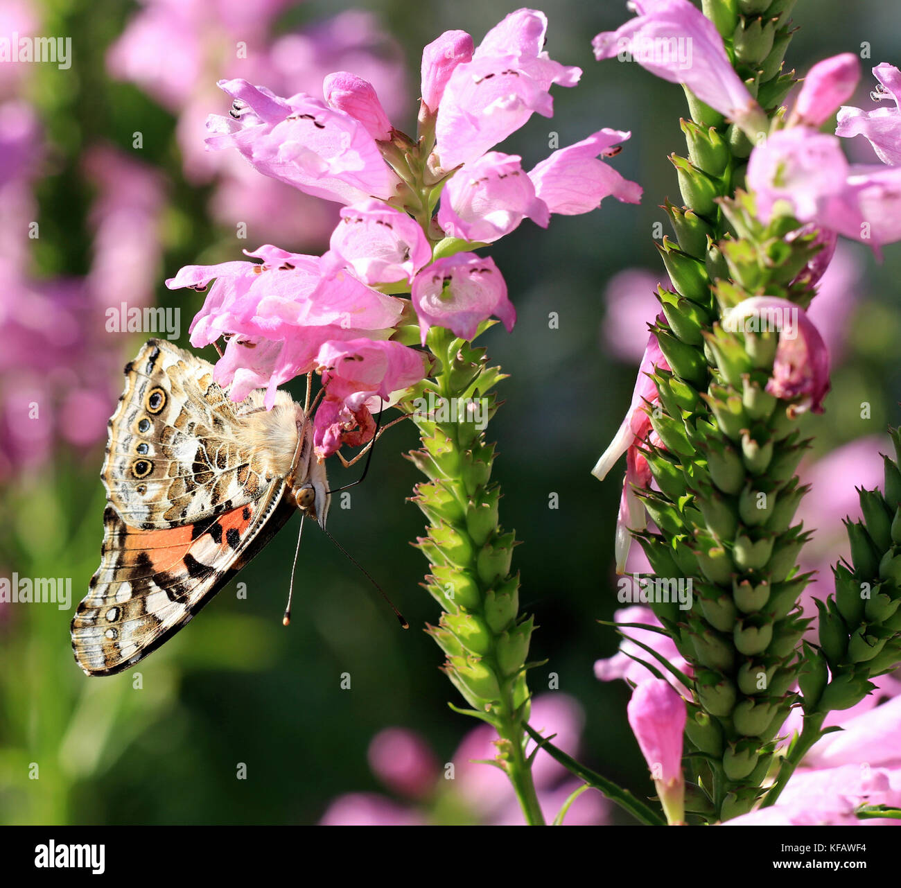 Dipinto di lady butterfly (Vanessa cardui) impollinare un falso Dragonhead impianto (Physostegia virginiana) Foto Stock