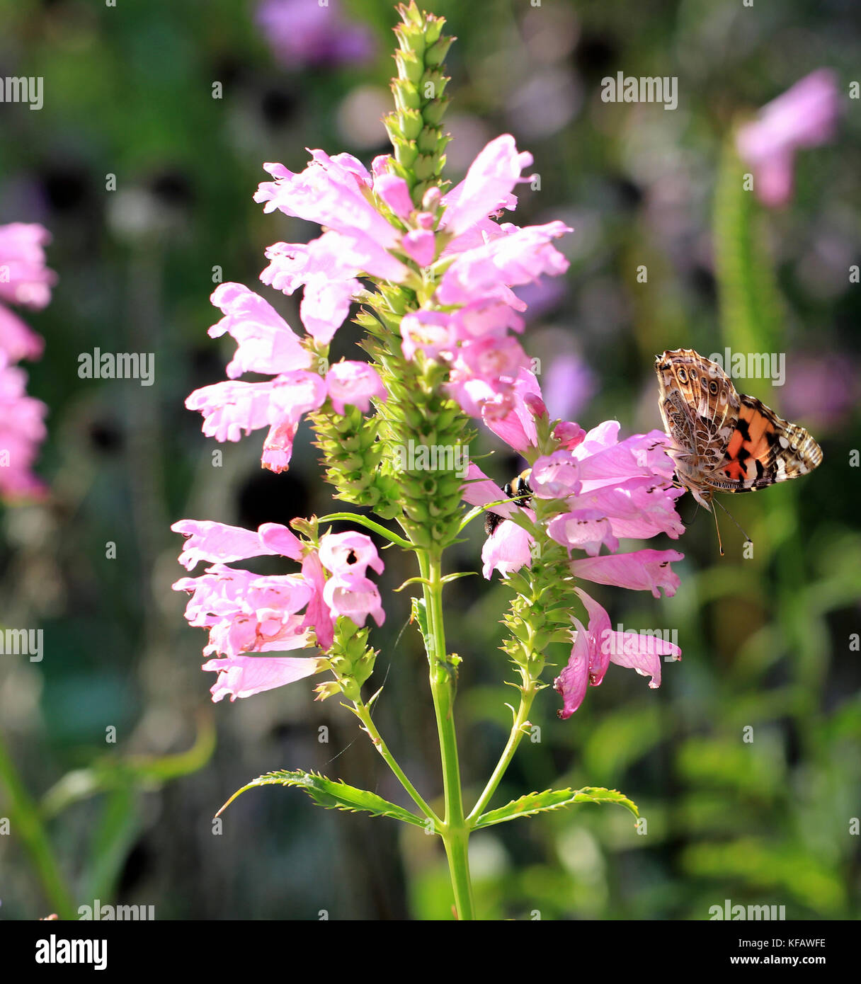 Dipinto di lady butterfly (Vanessa cardui) impollinare un falso Dragonhead fiore (Physostegia virginiana) Foto Stock