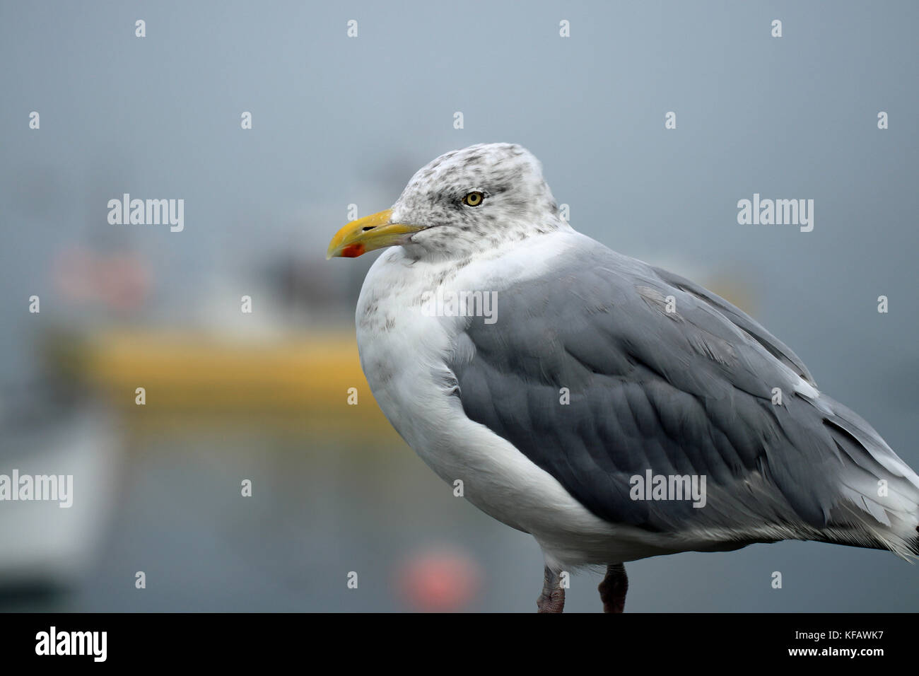 Primo piano di un gabbiano americano di aringhe (Larus argentatus), chiamato anche gabbiano Smithsoniano (Larus smithsonianus), che ruggiva al molo di Chatham Fish Foto Stock