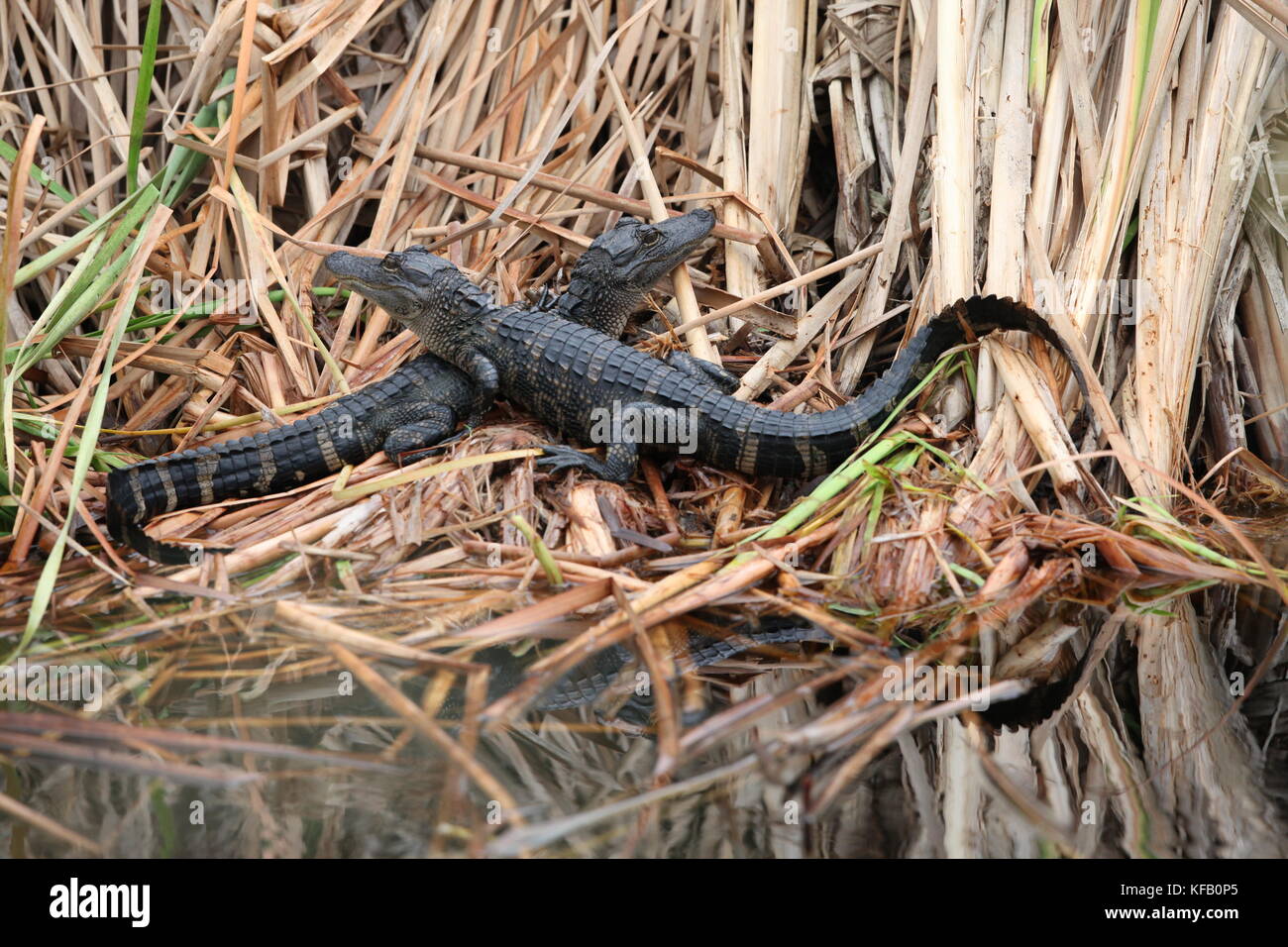I capretti american alligatori sedersi sul litorale paludoso al Merritt Island National Wildlife Refuge gennaio 3, 2017 in Merritt Island, Florida. (Foto di bill white via planetpix) Foto Stock