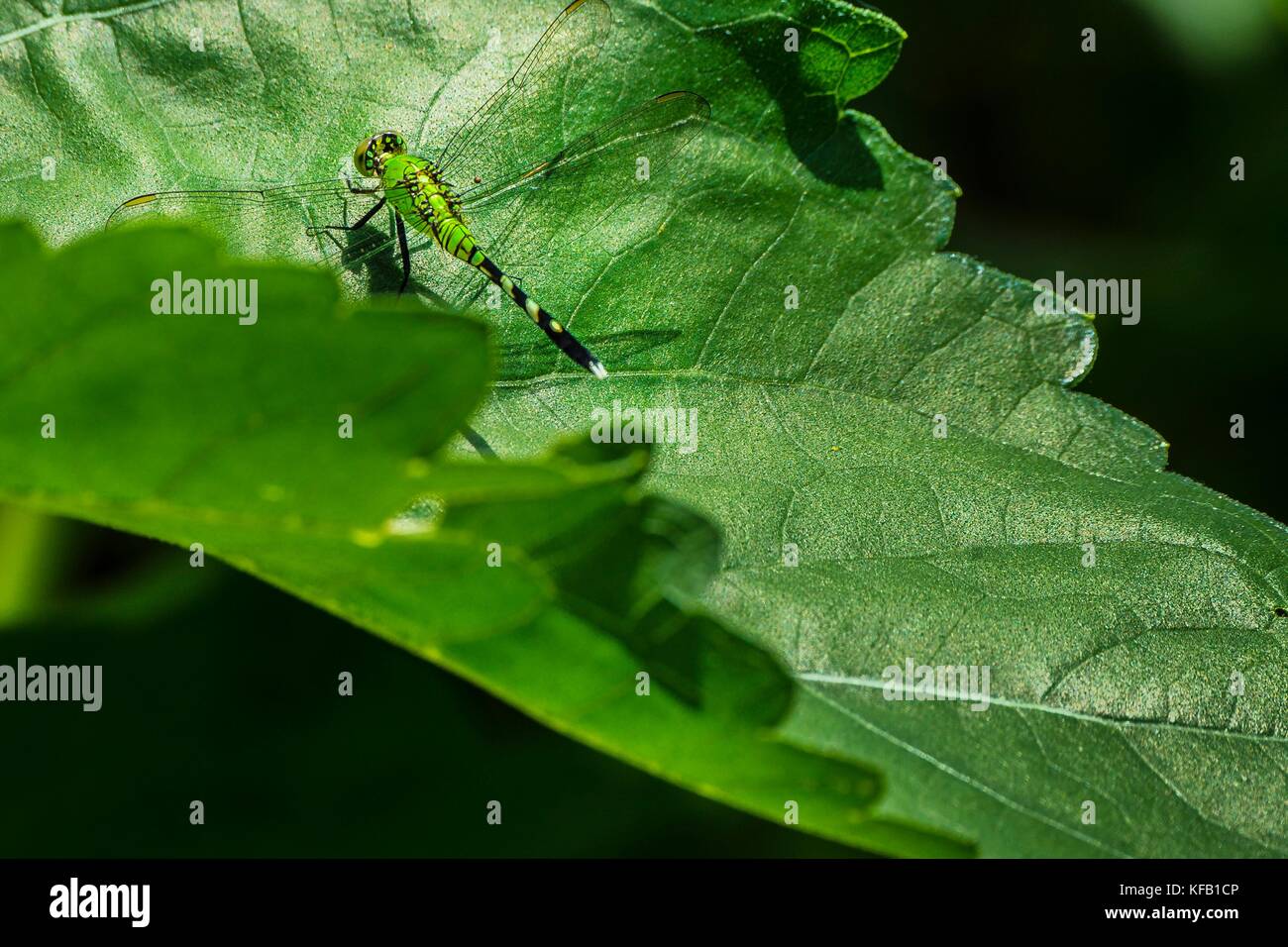 Una libellula terre sulle foglie di un fiorire di semi di girasole al mckee-beshers Wildlife Management Area luglio 16, 2017 in poolesville, Maryland. (Foto di preston keres via planetpix) Foto Stock
