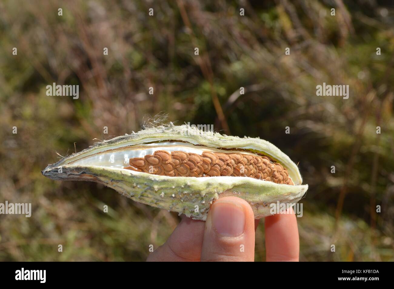 Una palude milkweed impianto espone il suo seme milkweed baccelli al Madison zona umida del distretto di gestione ottobre 17, 2016 in Sud Dakota. (Foto di kate miyamoto via planetpix) Foto Stock