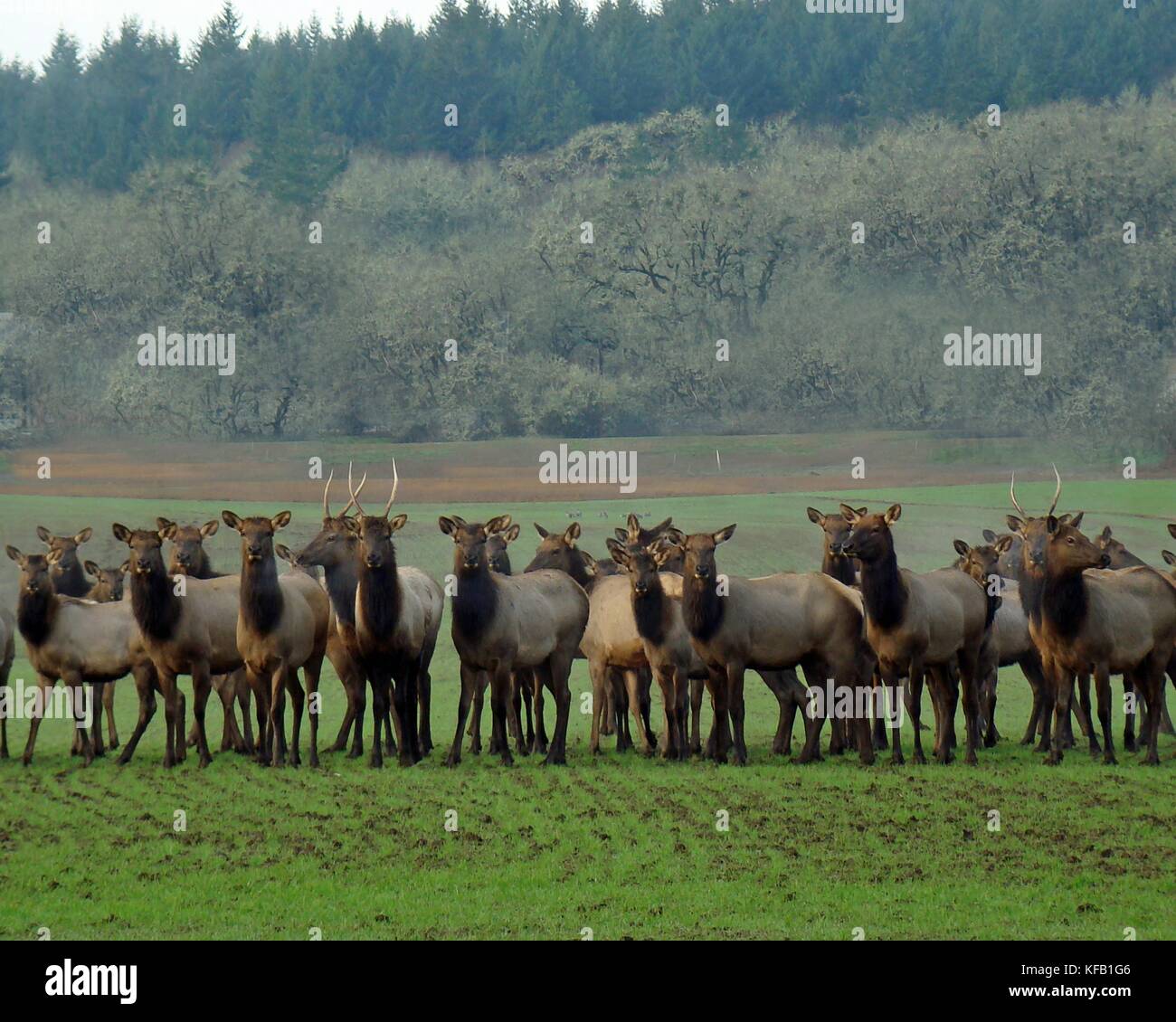 Una mandria di roosevelt elk raccogliere in un campo a William l. finley National Wildlife Refuge dicembre 30, 2008 in CORVALLIS, OREGON. (Foto di george gentry via planetpix) Foto Stock