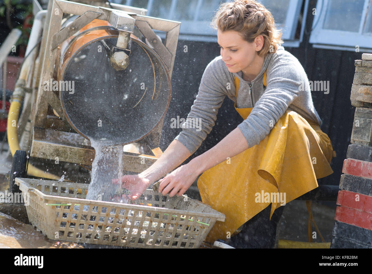 Donna lavando le ostriche in un cestello Foto Stock