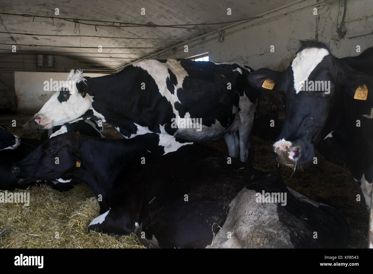 Holstein il frisone vacche da latte e altri razza in un capannone pieno di fieno Foto Stock