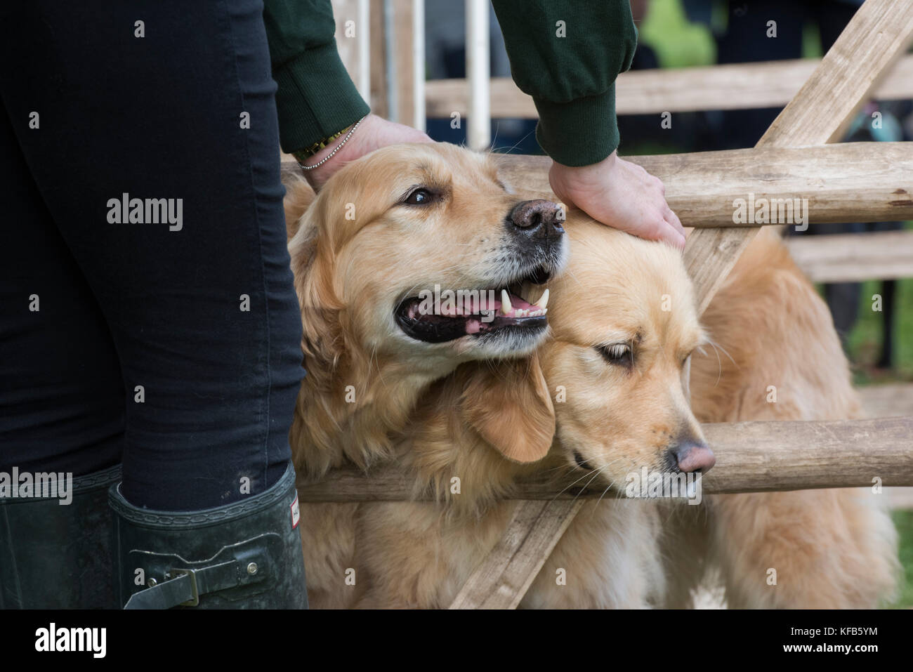 Golden Retriever cani di pistola a Weald and Downland Open Air Museum, Campagna autunno mostra, Singleton, Sussex, Inghilterra Foto Stock