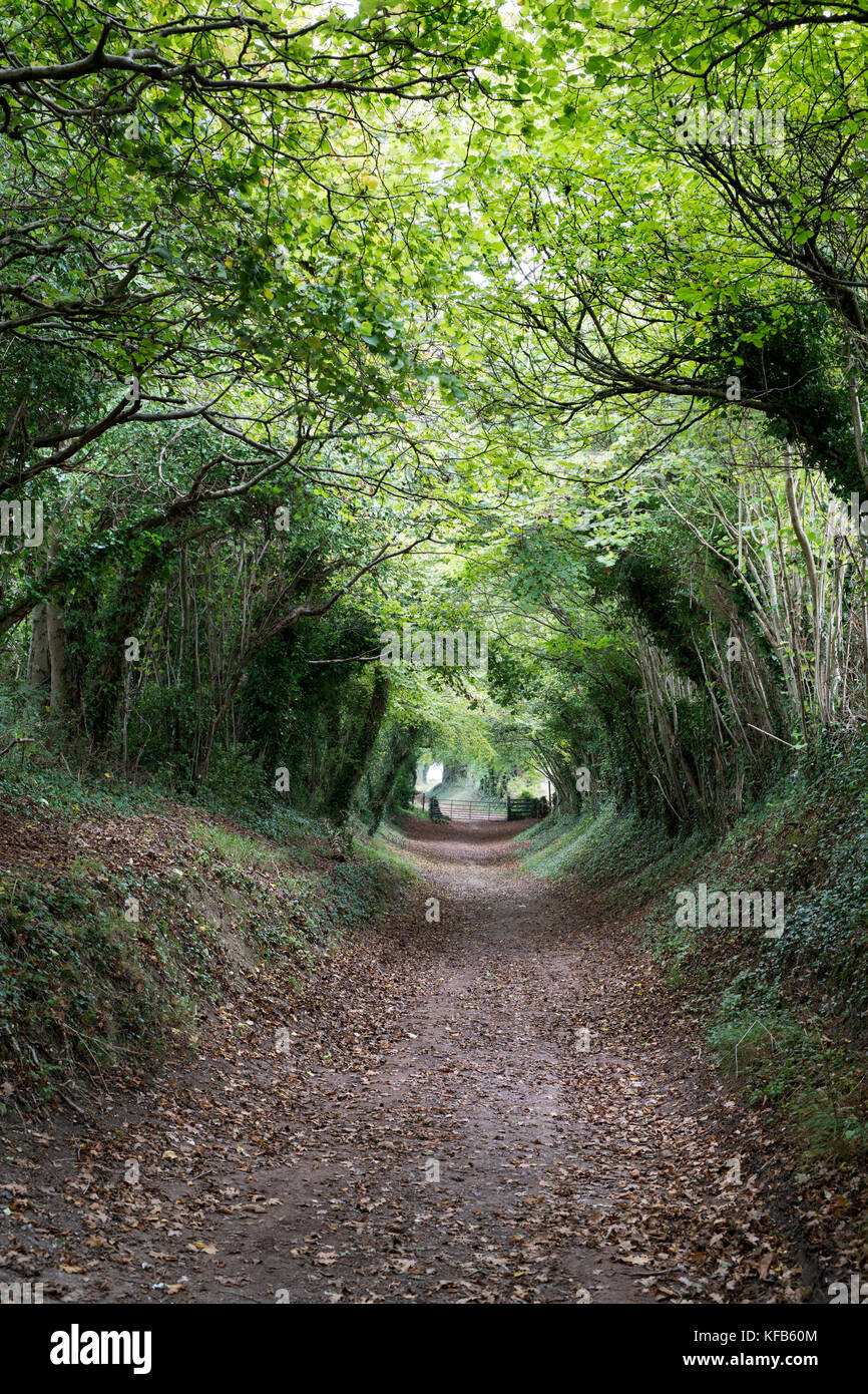 Tunnel Halnaker un antica strada romana e tunnel di alberi vicino Halnaker, West Sussex, Regno Unito Foto Stock