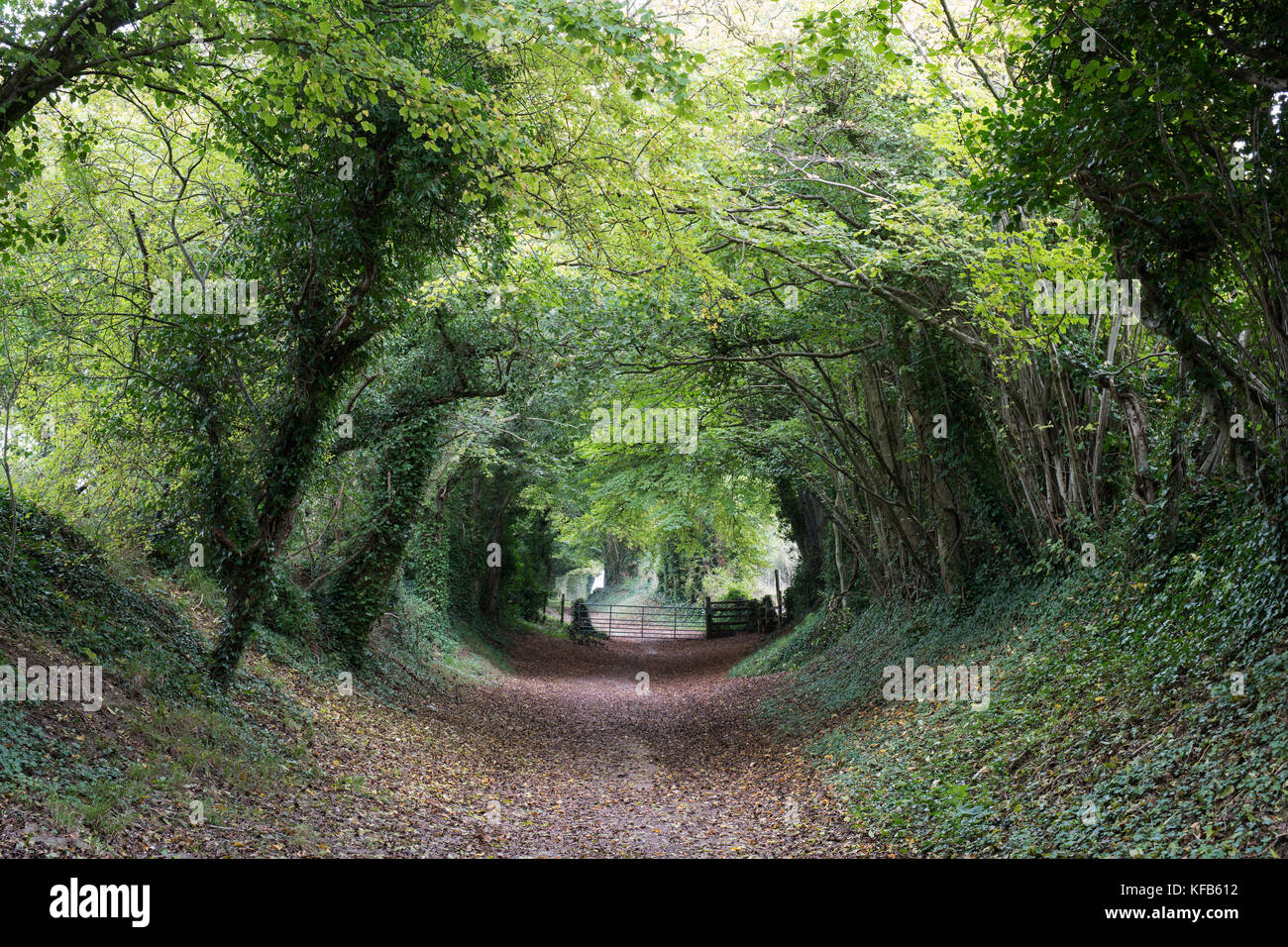 Tunnel Halnaker un antica strada romana e tunnel di alberi vicino Halnaker, West Sussex, Regno Unito Foto Stock