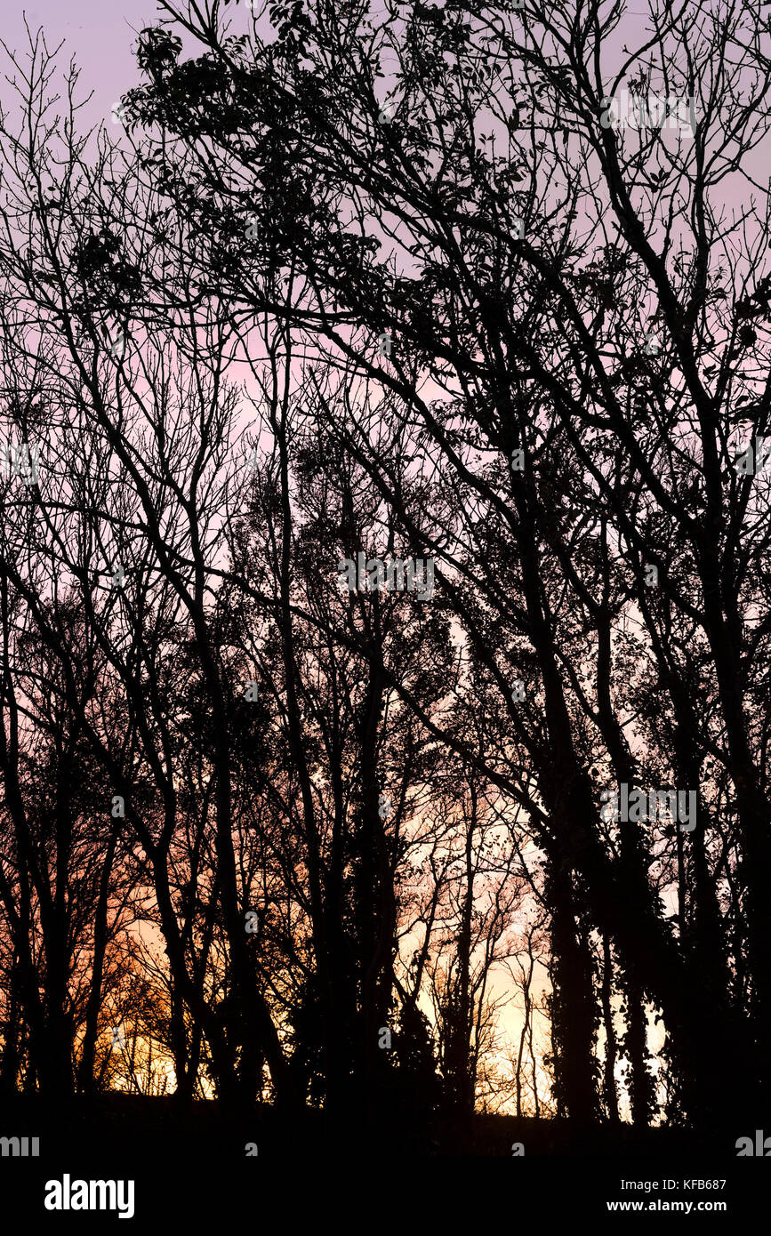Tramonto - silhouette di alberi come il sole tramonta dietro. Foto Stock