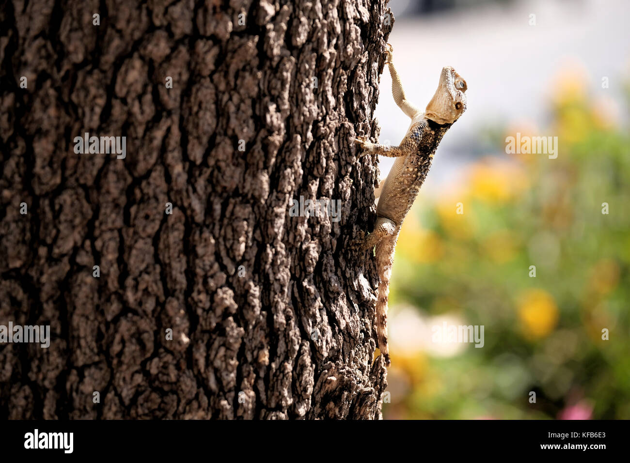 Una lucertola agama, comunemente nota come una stella o lucertola dalla coda ruvida che si crogiolano nel caldo sole su un tronco di albero Foto Stock