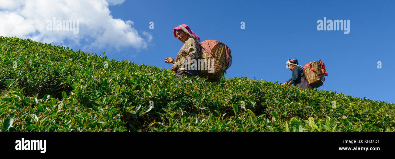 India Bengala occidentale, Darjeeling, donne spiumatura tè in una piantagione di tè vicino a Darjeeling. t di Darjeeling sono considerati come uno dei migliori a livello mondiale. Foto Stock