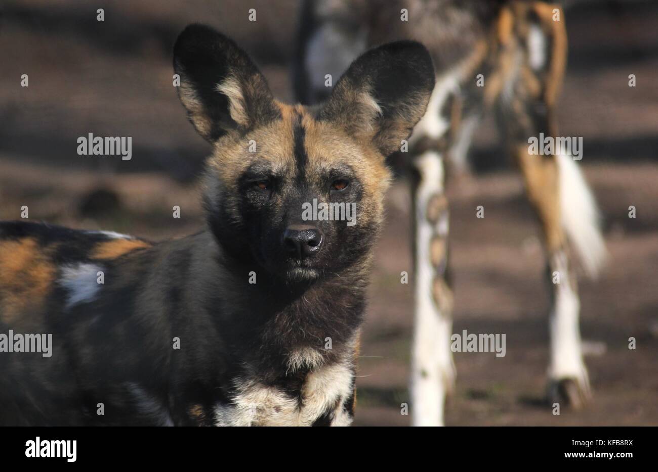 African cane selvatico (verniciato di cane) nel Parco Nazionale di Kruger, Sud Africa Foto Stock