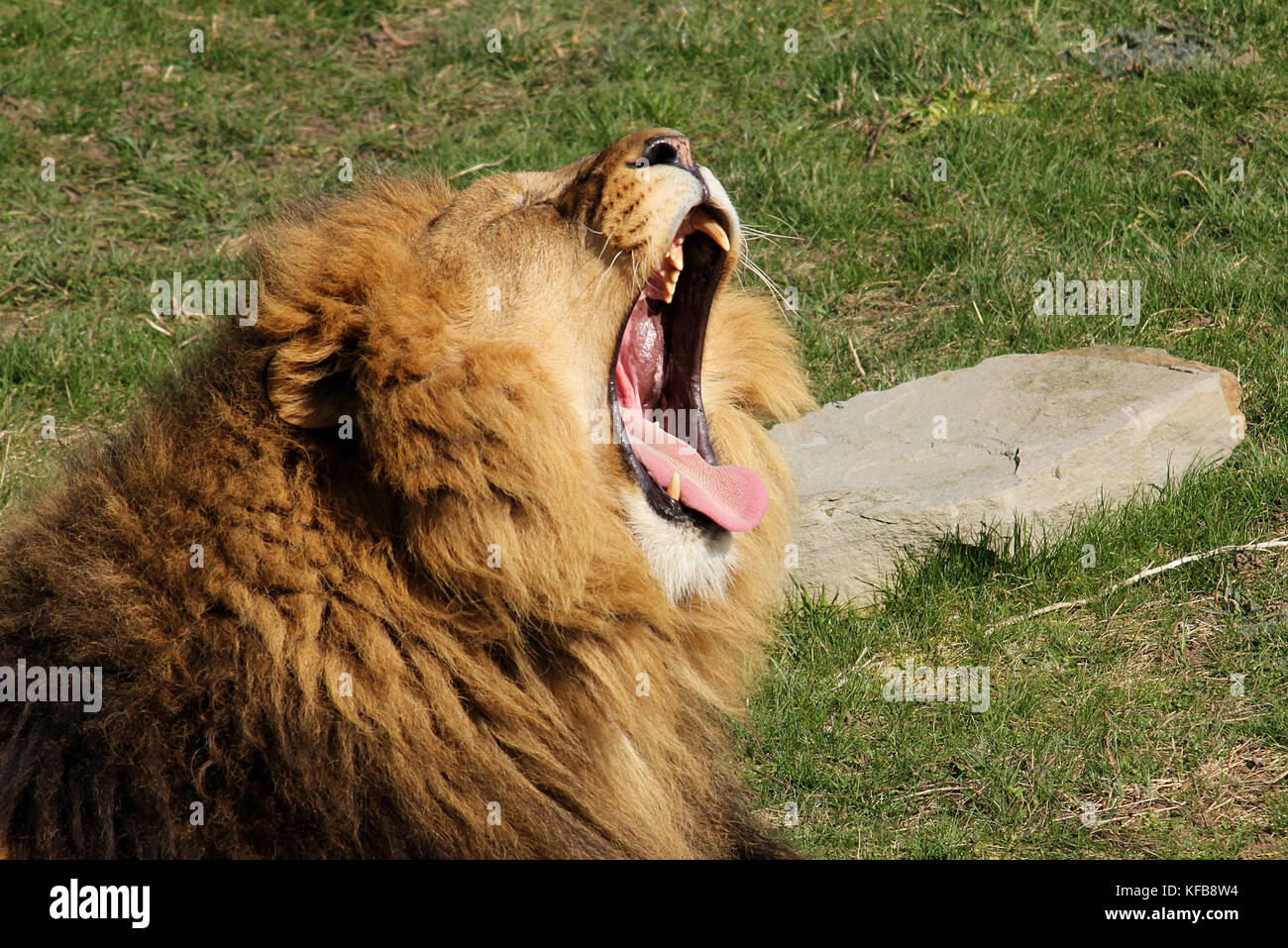 Captive maschio di leone africano (Panthera Leo) a Yorkshire Wildlife Park vicino a Doncaster in Inghilterra. Foto Stock